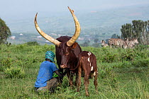 Farmer milking Ankole cow with calf, Zebra (Equus quagga) in background, Mburo National Park, Uganda. November, 2022.