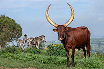 Ankole cattle standing on grass with Zebra (Equus quagga) in background, Mburo National Park, Uganda.