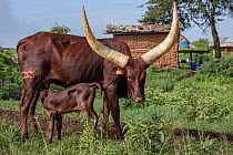 Ankole cow suckling calf, Mburo National Park, Uganda.