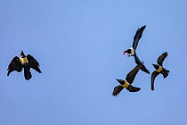 Four Pied crows (Corvus albus) in flight, fighting over food, Lake Victoria, Uganda.