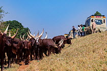Ankole cattle grazing on grassy slope with tourists standing next to jeep watching, Uganda. February, 2023.