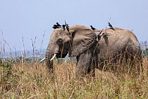 African elephant (Loxodonta africana) standing in long grass with flock of Piapiacs (Ptilostomus afer) perched on its head and back, Uganda. Endangered.