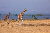 Two Rothschild's giraffes (Giraffa camelopardalis rothschildi) walking over dry grassland with lake behind, Lake Albert, Uganda.