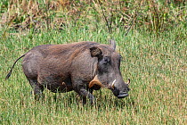 Warthog (Phacochoerus africanus) portrait, Uganda.
