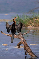 RF - African darter (Anhinga rufa) perched on dead tree branch in river, basking, Murchison Falls National Park Uganda. (This image may be licensed either as rights managed or royalty free.)