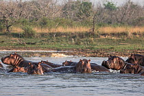 Hippopotamus (Hippopotamus amphibius) pod wallowing in river, Murchison Falls National Park, Uganda.