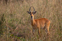 RF - Ugandan kob (Kobus kob thomasi) standing in long grass, Murchison Falls National Park, Uganda. (This image may be licensed either as rights managed or royalty free.)