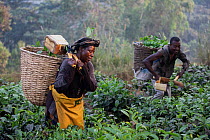 Two Tea pickers carrying baskets on back picking tea, Kibale, Uganda. February, 2023.