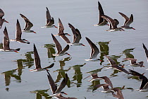 African skimmer (Rynchops flavirostris) flock in flight, Queen Elizabeth National Park, Uganda.