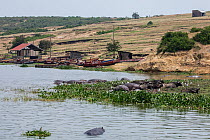 Hippopotamus (Hippopotamus amphibius) pod wallowing in river and resting on riverbank with herd of Cape buffalo (Syncerus caffer caffer). Group of people tending to fishing boats in fishing village on...