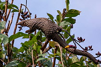 Tree pangolin (Phataginus tricuspis) climbing in tree, Pangolin rescue project, Bwindi Impenetrable Forest, Uganda. Captive before release. Endangered.