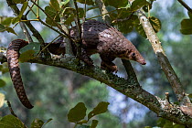 RF - Tree pangolin (Phataginus tricuspis) climbing along branch, Pangolin rescue project, Bwindi Impenetrable Forest, Uganda. Captive before release. Endangered. (This image may be licensed either as...