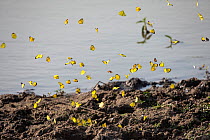 Butterflies (Lepidoptera) in flight over salt lick on shore of lake, Lake Mburo National Park, Uganda.