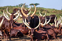 Ankole cattle herd, Uganda.