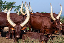 RF - Ankole cattle herd, Uganda. (This image may be licensed either as rights managed or royalty free.)