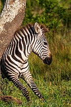 Maneless zebra (Equus quagga borensis) scratching its back against tree trunk, Lake Mburo National Park, Uganda.