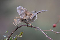 Dunnock (Prunella modularis) perched on branch performing wing flapping display, Suffolk, UK. February.