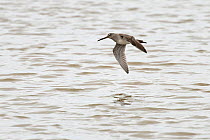 Long-billed dowitcher (Limnodromus scolopaceus) in flight over water, Cley Marshes, Norfolk, UK. March.