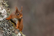 Red squirrel (Sciurus vulgaris) climbing on tree trunk, Insh, Scottish Highlands, UK. April.