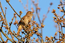 Nightingale (Luscinia megarhynchos) perched in tree, singing, Maidscross Hill, Suffolk, UK. April.