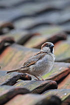 House sparrow (Passer domesticus) perched on roof, portrait, Cley, Norfolk, UK. April.