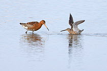 Long-billed dowitcher (Limnodromus scolopaceus) summer plumage, on water squabbling with Black-tailed godwit (Limosa limosa), Cley, Norfolk, UK. April.