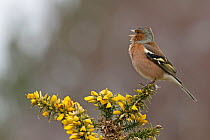 RF - Chaffinch (Fringilla coelebs) male, perched on flowering Gorse (Ulex sp.) singing, Suffolk, UK. February. (This image may be licensed either as rights managed or royalty free.)