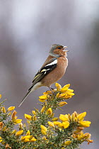 RF - Chaffinch (Fringilla coelebs) male, perched on flowering Gorse (Ulex sp.) singing, Suffolk, UK. February. (This image may be licensed either as rights managed or royalty free.)