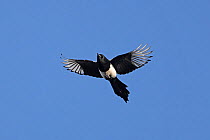 RF - Magpie (Pica pica) in flight against blue sky, Norfolk, UK. March. (This image may be licensed either as rights managed or royalty free.)