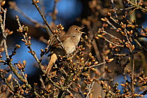 RF - Nightingale (Luscinia megarhynchos) perched in tree singing, Maidscross Hill, Suffolk, UK. April. (This image may be licensed either as rights managed or royalty free.)