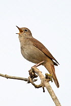 RF - Nightingale (Luscinia megarhynchos) perched on branch singing, Westleton Heath, Suffolk, UK. April. (This image may be licensed either as rights managed or royalty free.)