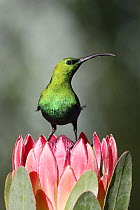 Malachite sunbird (Nectarinia famosa) perched on Protea (Protea sp.) flower, Balgowan, KwaZulu Natal, South Africa. Nature's Best "Mkapa African Wildlife Photo Awards" 2021  Highly Honoured - Backyard...