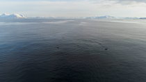 Drone shot of Harbor porpoise (phocoena phocoena) pod surfacing, Andoya, Norway. April.
