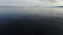 Drone shot of Harbor porpoise (phocoena phocoena) pod surfacing, Andoya, Norway. April.