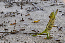 Oustalet's chameleon (Furcifer oustaleti) female, standing on hind legs on wet sand in mangrove, reaching for small branch, Ankify, Madagascar.