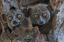 Ankarana sportive lemur (Lepilemur ankaranensis) pair, peering out from tree hole, Analamerana special reserve, Madagascar.