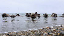 Walruses (Odobenus rosmarus) resting in sea beside beach and all facing the shore, Sarstangen, Svalbard, Norway, Arctic Ocean, August.