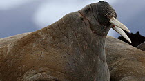 Walrus (Odobenus rosmarus) looking around and throwing back head whilst hauled out on beach, Sarstangen, Svalbard, Norway, August.
