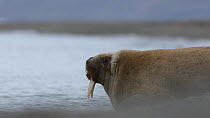 Walrus (Odobenus rosmarus) yawning whilst looking out to sea as it rests in surf, Sarstangen, Svalbard, Norway, Arctic Ocean, August.