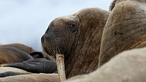 Close-up of Walrus (Odobenus rosmarus) with broken tusk looking around while hauled out on beach, surrounded by other walruses, Sarstangen, Svalbard, Norway, August.