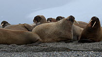 Walruses (Odobenus rosmarus) hauled out on beach, with one lying upside down and wriggling to scratch back, Sarstangen, Svalbard, Norway, August.
