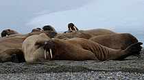 Walruses (Odobenus rosmarus) hauled out on beach with one rubbing belly on sand, Sarstangen, Svalbard, Norway, August.
