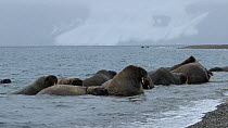 Walruses (Odobenus rosmarus) resting in water and swaying in water beside beach, Sarstangen, Svalbard, Norway, Arctic Ocean, August.