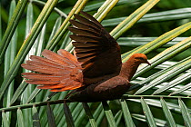 Dusky cuckoo-dove (Macropygia magna) perched on palm frond spreading wings to warm itself, Hong-Kong Gardens aviary, Hong Long. Captive, occurs in Timor and Indonesia.