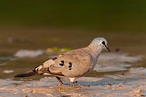 Black-billed wood dove (Turtur abyssinicus) standing in shallow river, Fathala Reserve, Senegal.