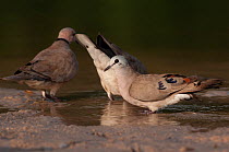 Three Black-billed wood doves (Turtur abyssinicus) drinking in shallow river, Fathala Reserve, Senegal.