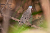 Blue-spotted wood dove (Turtur afer) perched on branch, Abuko National Park, Gambia.