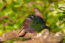 Brown-capped emerald dove (Chalcophaps longirostris) resting on branch, Parc zoologique et forestier, Noumea, New Caledonia. Captive.