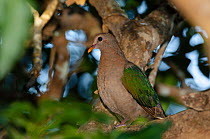 Brown-capped emerald dove (Chalcophaps longirostris) perched in tree, Lifou, New Caledonia.