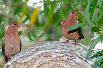 Two Brown-capped emerald doves (Chalcophaps longirostris) perched on a branch, Lifou, New Caledonia.